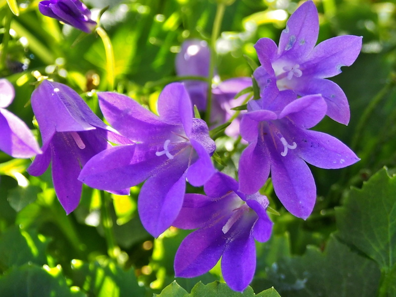 flowers, garden, no people, blossom, flower head, plant, growth, inflorescence, petal, vulnerability, springtime, beauty in nature, purple, bluebells, day