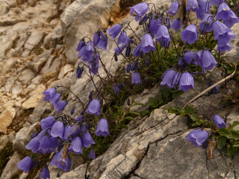 rock, no people, springtime, freshness, blossom, thimble, flower head, blue, petite bellflower, botany, campanula, small bellflower, inflorescence, flowering plant