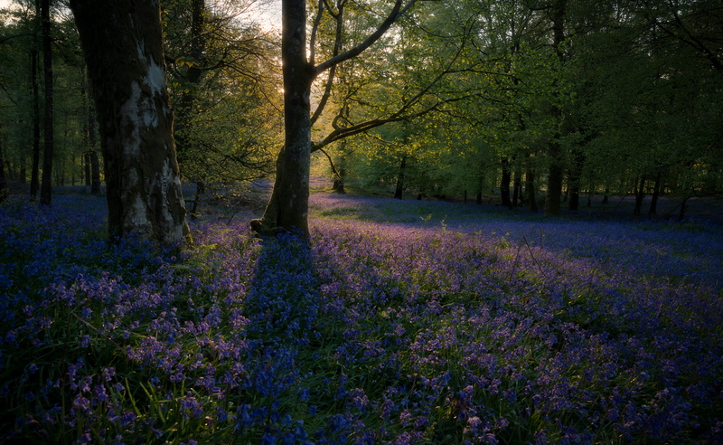 dawn, field, scenics - nature, woods, light, landscape, near, land, 5K, growth, sunrise, freshness, bluebell, purple, bed, season, plant, beauty in nature