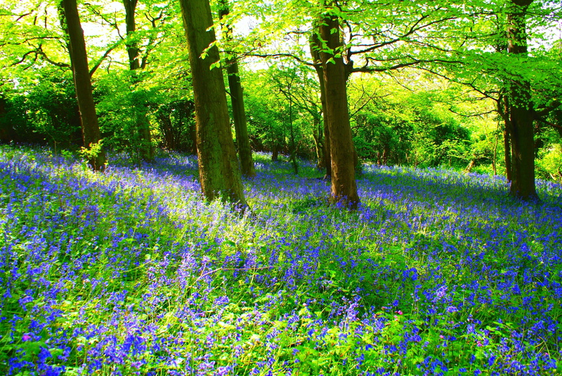 flowers, bristol, sony alpha, tree, green, green Color, flower, Luke, summer, bluebells, springtime, plant, photo, a200, Bluebell, rural Scene, petaled