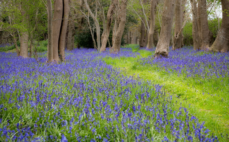 day, hd, flower, nature, outdoors, growth, bluebell, Easter, petaled, mayday, tree trunk, tranquility, flowerbed, Flowers, flowering plant, forest