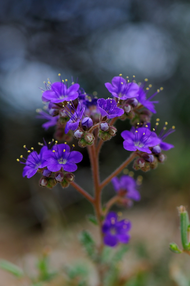 freshness, inflorescence, summer, flower, close-up, botany, day, nature, flower head, flowering plant, beauty in nature, purple, petal, growth, no people