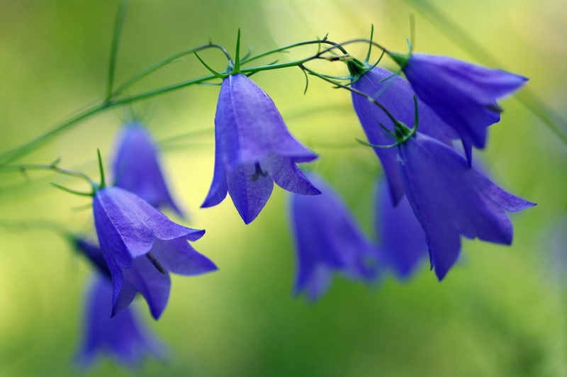 Nature, Flowers, Flower, 1080P, Blue Flower, Bluebell