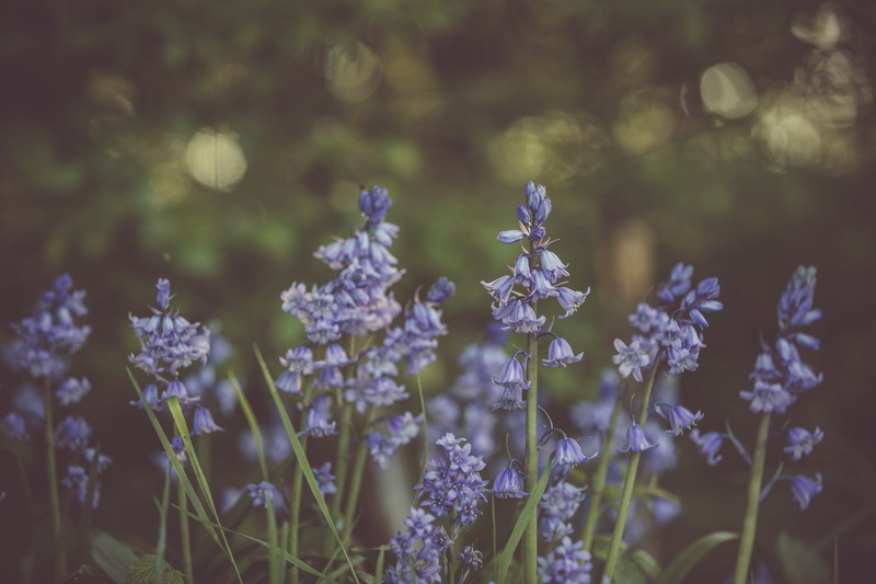 flowering plant, animal wildlife, freshness, petals, growth, focus, close-up, plant, day, purple, bluebell, flower head, 5K, garden, selective, pollination