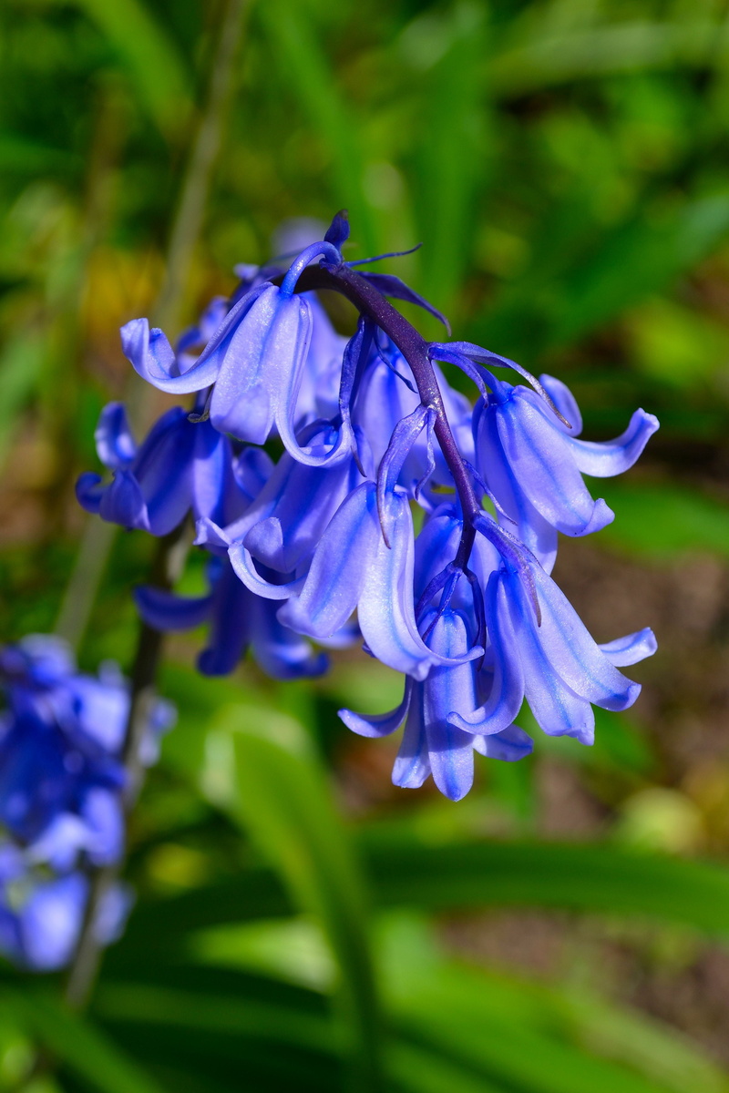 bluebells, close-up, purple, vulnerability, fragility, springtime, botany, flower, summer, 4K, day, freshness, flower head, bunch of flowers, bluebell