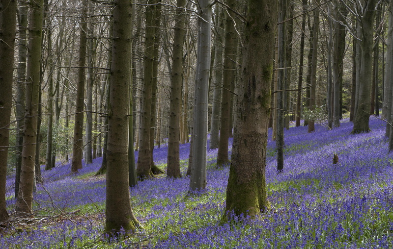 bluebells, NGC, blooms, blue  spring, photography, bluebell wood, Dorset, outdoors, Cath, flower, tree, forest, landscape, Bank Holiday, Lens, magical