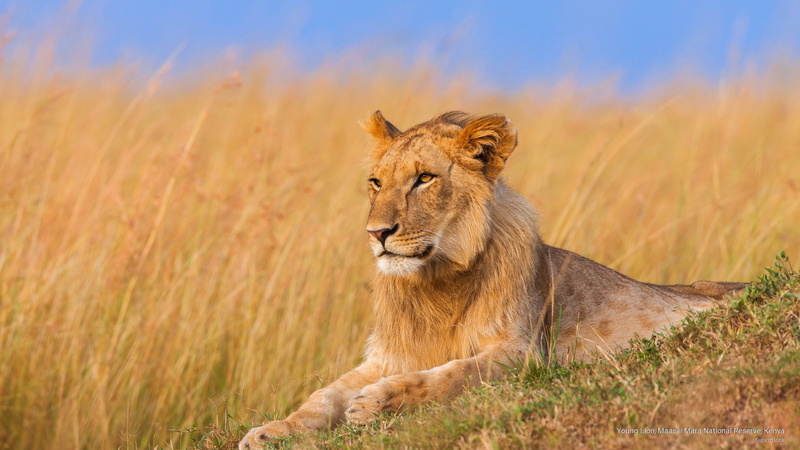 young, national, kenya, mara, Animals, 2K, lion, reserve, maasai