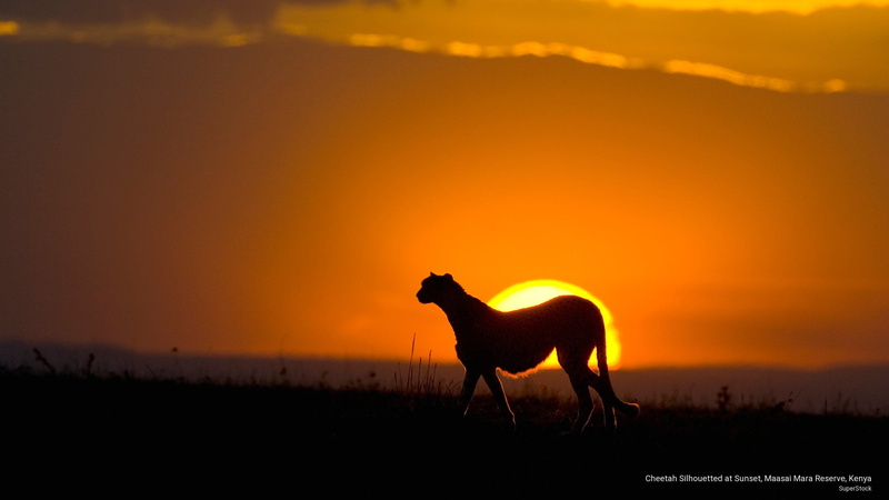 mara, sunset, maasai, Animals, kenya, silhouetted, cheetah, reserve, 2K