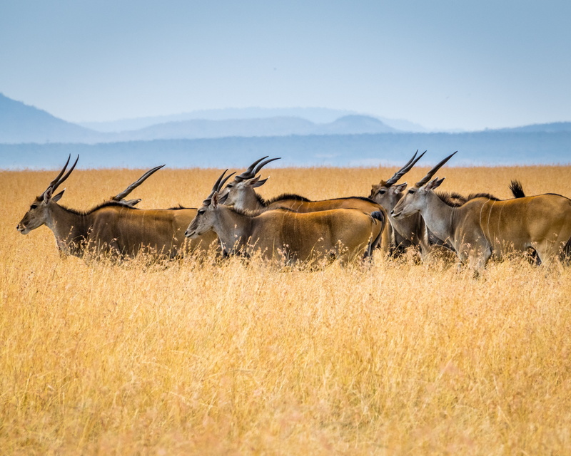 animals in the wild, medium group of animals, vertebrate, herd, antelopes, brown, sky, maasai mara, open, antelope, environment, semi-arid, day, safari