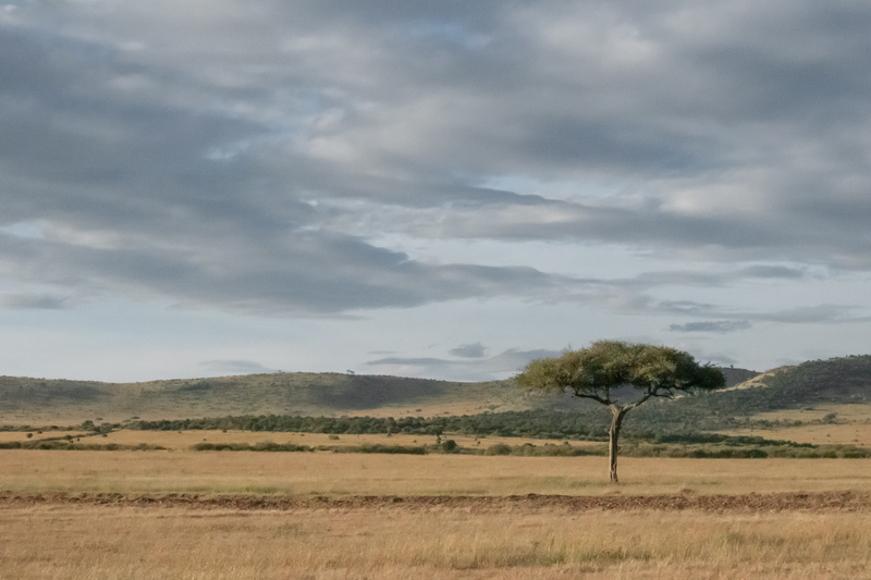 plant, maasai mara, grassland, beauty in nature, semi-arid, tranquil scene, tree, vegetation, maasai mara national park, africa, scenery, horizon over land