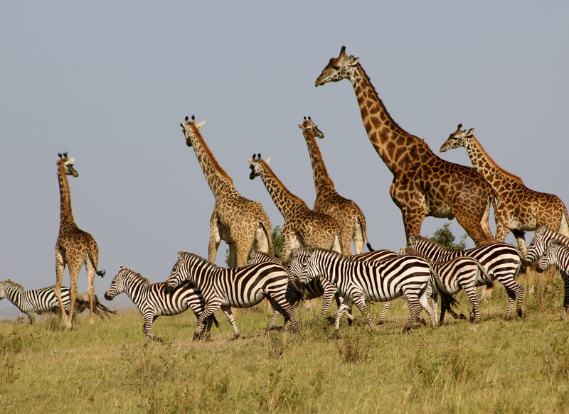 mammal, sky, nature, grassland, 4K, field, clear sky, maasai mara, animal themes, plant, grass, zebra, group of animals, giraffes, savanna, animal markings