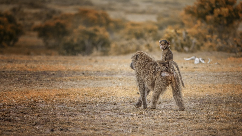 taxi, 1080P, outdoors, Mara, two animals, safari, Pavian, nature, animal wildlife, group of animals, tourism, animals, kenya, travel, travel destinations