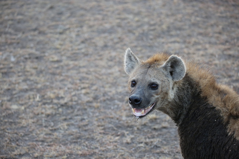 one animal, no people, vertebrate, looking, close-up, animal body part, focus on foreground, 5K, day, looking at camera, portrait, africa, nature, kenya