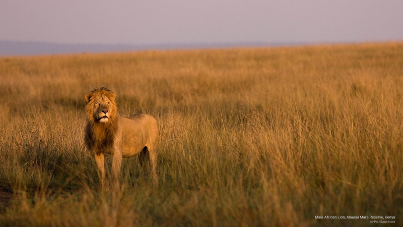 reserve, kenya, Animals, 2K, maasai, lion, african, male, mara