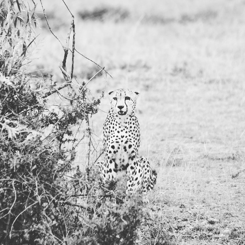 plant, cat, 2K, animal wildlife, day, animal themes, nature, speed, cheetah, focus on foreground, field, vertebrate, land, one animal, duma, big cat, maasai