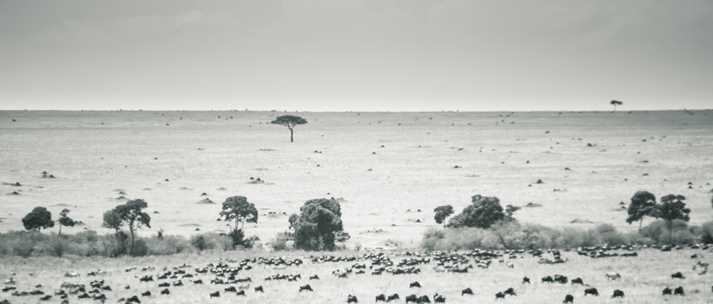 desert, clear sky, large group of animals, overtoyoucreatives, sky, day, herd, government, environment, land, scenics - nature, horizon over land, landscape