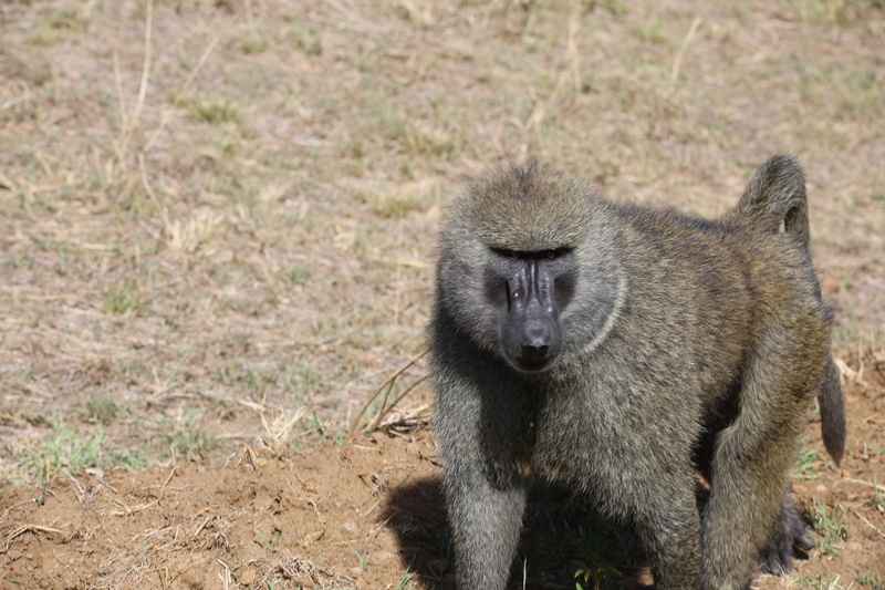 looking at camera, wildlife, animal wildlife, one animal, primate, animals in the wild, day, safari, portrait, 5K, maasai mara, mammal, outdoors, kenya