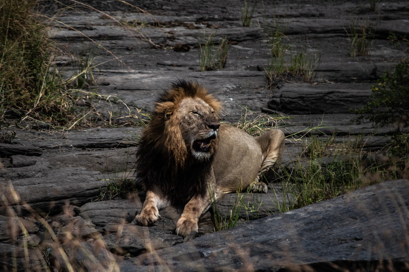 animal wildlife, pets, animals in the wild, plant, animal, animal themes, maasai mara national park, kenya, roar, adult, roaring, wild, safari, big cat