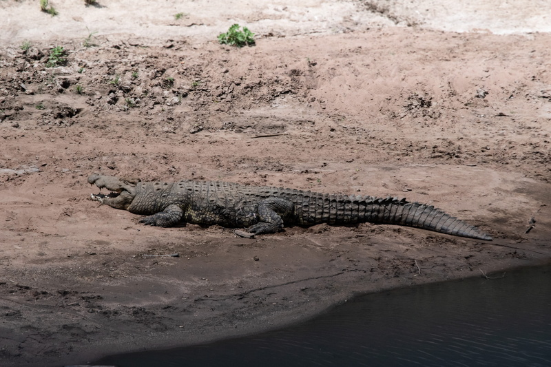reserve, sign, animals in the wild, soil, river, wild, 5K, water, maasai mara, ground, alligator, animal, national park, kenya, crocodile, safari, day