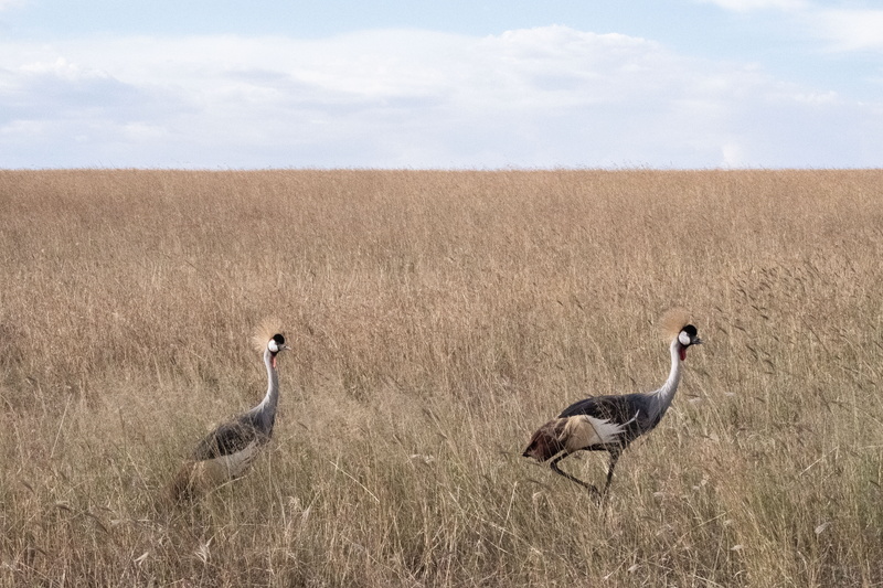 field, environment, grass, kenya, day, land, group of animals, cloud - sky, maasai mara, sky, mammal, safari, animal themes, savannah, grassland, profile view