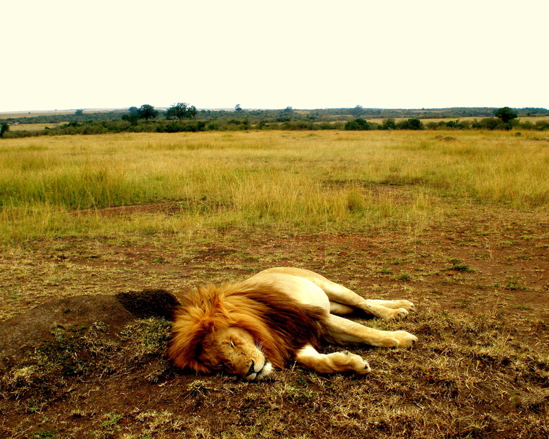 domestic, one animal, canine, 2K, animal themes, nature, wildlife, vertebrate, domestic animals, masai mara, plant, safari, environment, animal, mammal