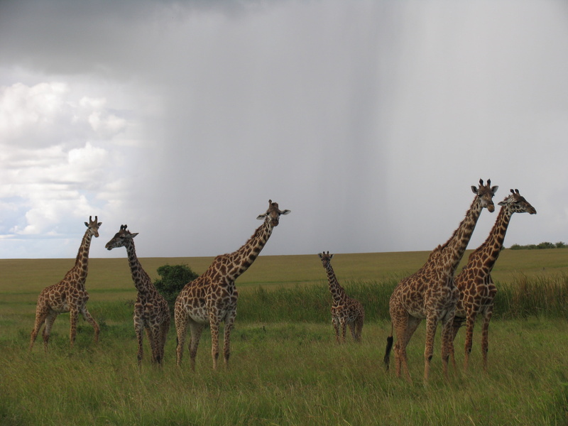 two animals, sky, animal family, standing, day, no people, grass, outdoors, cloud - sky, animal wildlife, environment, safari, walking, landscape, giraffe