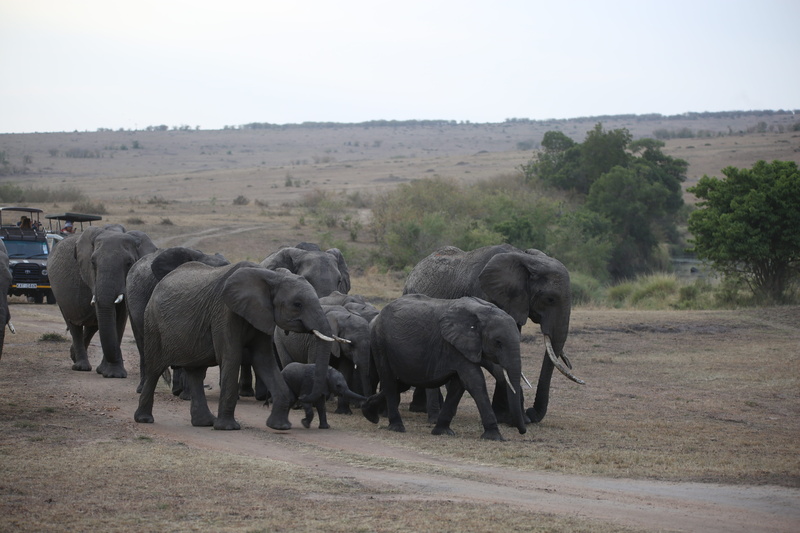 african elephant, animal family, animal, herd, africa, nature, animals in the wild, animal wildlife, animal themes, kenya, safari, outdoors, day, no people