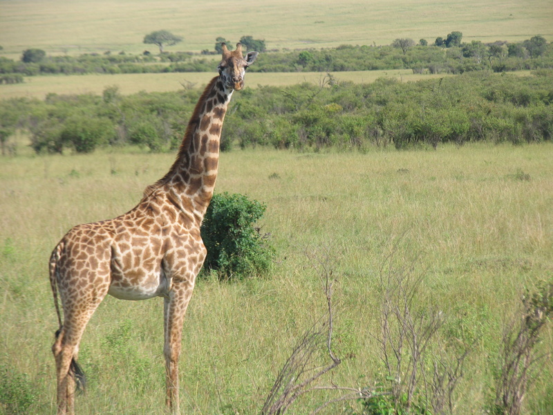 tree, national Park, maasai-mara, east Africa, plant, one animal, no people, day, land, kenya, animal neck, safari Animals, africa, tanzania, plain, wilderness Area