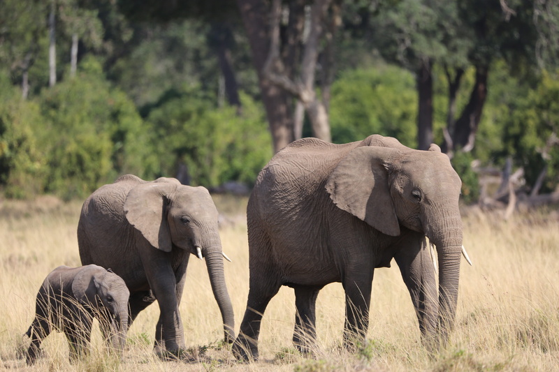 animal wildlife, mammal, safari, family, no people, kenya, herd, elephant, plant, vertebrate, animals in the wild, african elephant, 5K, animal family
