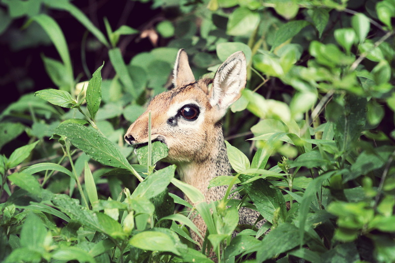 nature, leaves, animal wildlife, plants, animal head, rare, portrait, day, outdoors, hiding, animal themes, gray, growth, leaf, herbivorous, serena lodge