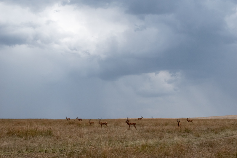 nature, savanna, antelope, elcarito, no people, reserve, field, savannah, environment, 5K, gazelle, landscape, semi-arid, horizon over land, antelopes