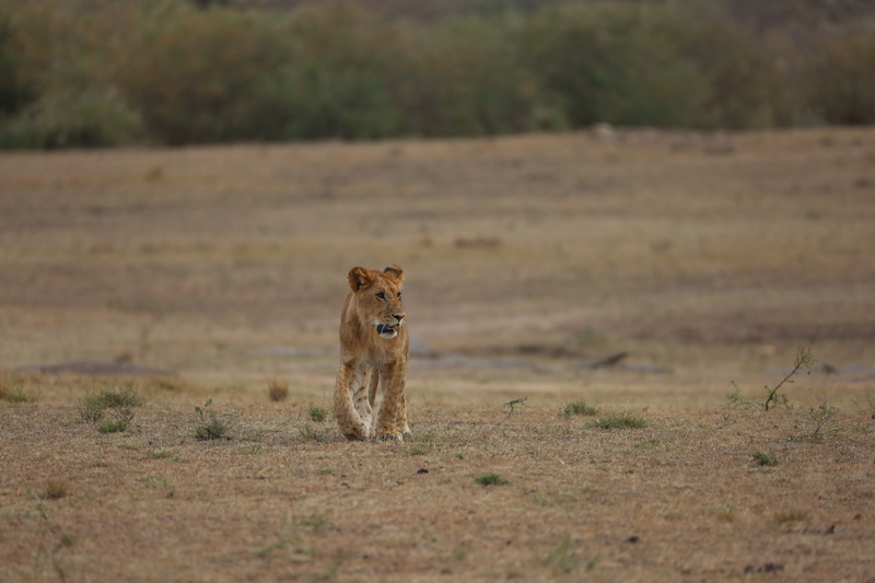 carnivora, simba, 5K, day, land, vertebrate, animal wildlife, feline, animals in the wild, mammal, field, africa, wildlife, big cat, animal, lion - feline