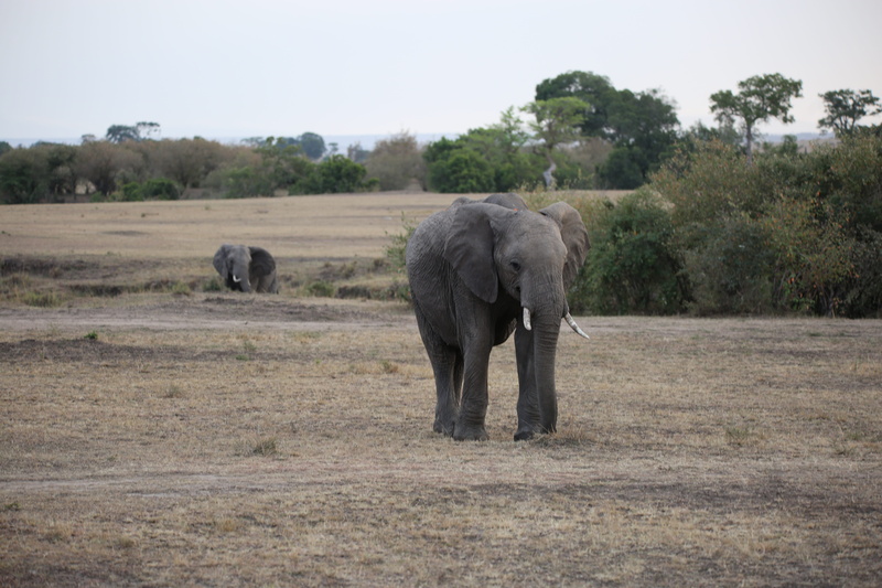 tree, animal themes, vertebrate, outdoors, no people, animal trunk, africa, safari, sky, maasai mara, animals in the wild, animal wildlife, kenya, elephant