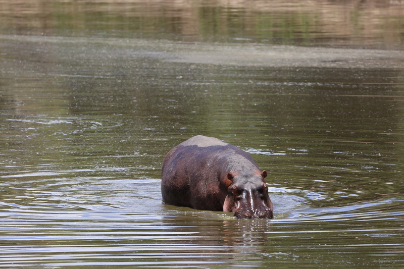 hippopotamus, kenya, mouth open, vertebrate, animals in the wild, 5K, maasai mara, animal, nature, wildlife, herbivorous, day, mammal, animal body part