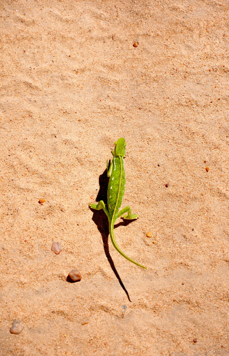 4K, animal, field, top view, green color, wildlife, maasai mara trips kenya, no people, close-up, arid climate, spotted, plant, adventure, chameleon, beginnings