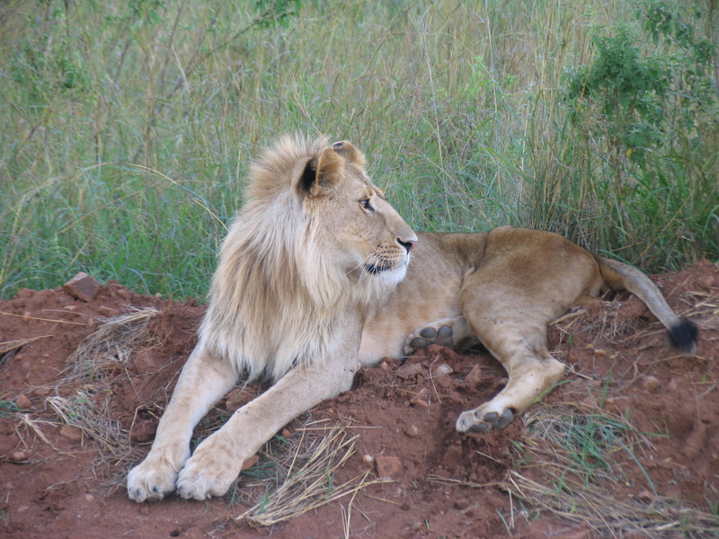 relaxation, Lion, carnivora, animals in the wild, lioness, 2K, cat, no people, female animal, land, lion - feline, mammal, animal, Kenya, one animal, field