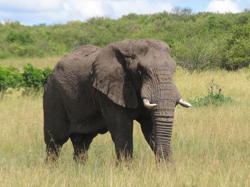 2K, safari animals, tree, animal wildlife, one animal, nature, kenya, plant, landscape, green color, outdoors, land, field, gray, grass, no people, mammal