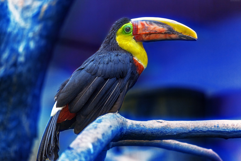 bird, cute animals, Toucan, 5K