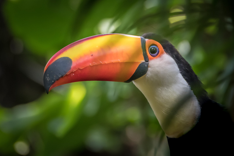 2K, Toco toucan