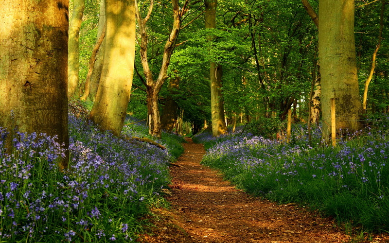 flower, avenue, vibrant Color, landscape, trees, autumn, wildflower, woodland, tree trunk, wood, plant, scenics - nature, land, direction, beauty In Nature