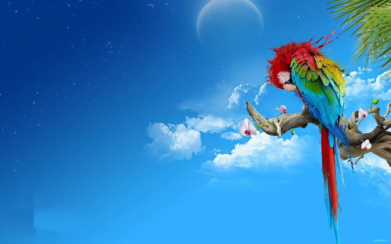 artistic, paint, 720P, parrot