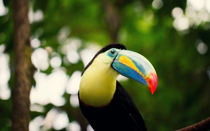 Eyes, Beak, Bokeh, Toucan, 1080P