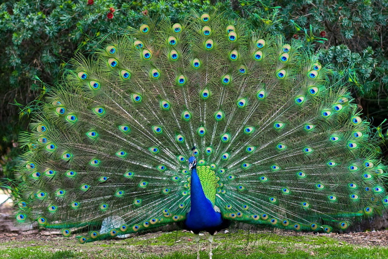 spread, hd, desktop, male, colorful, peacocks, bird, feathers, tail, 1080P