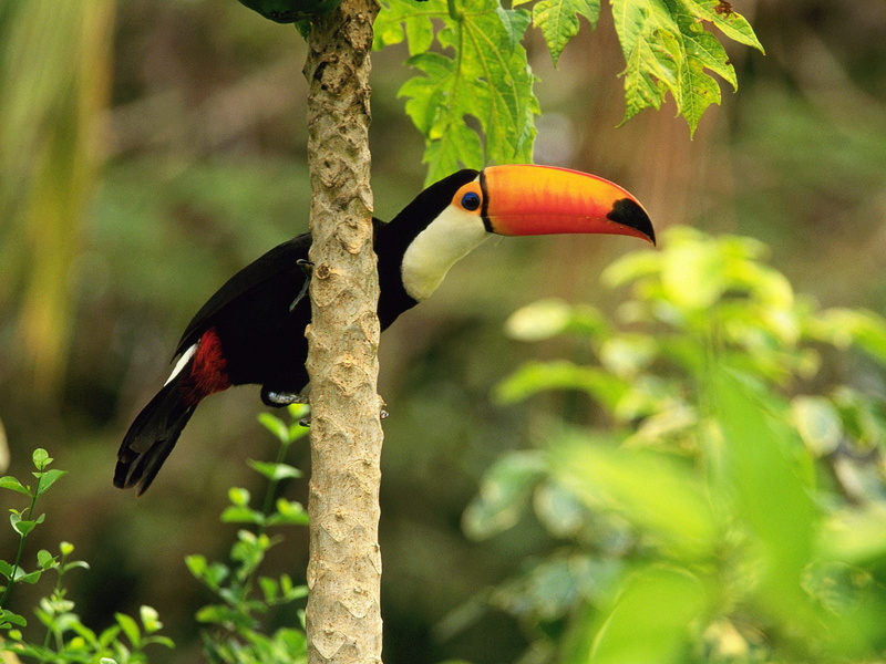 tropical, toco, forest, toucan, 720P
