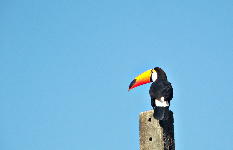 photo, selective, animals in the wild, felipe bueno, clear sky, one animal, beak, concrete, tucano, wooden post, sunny, large spout, vertebrate, fauna