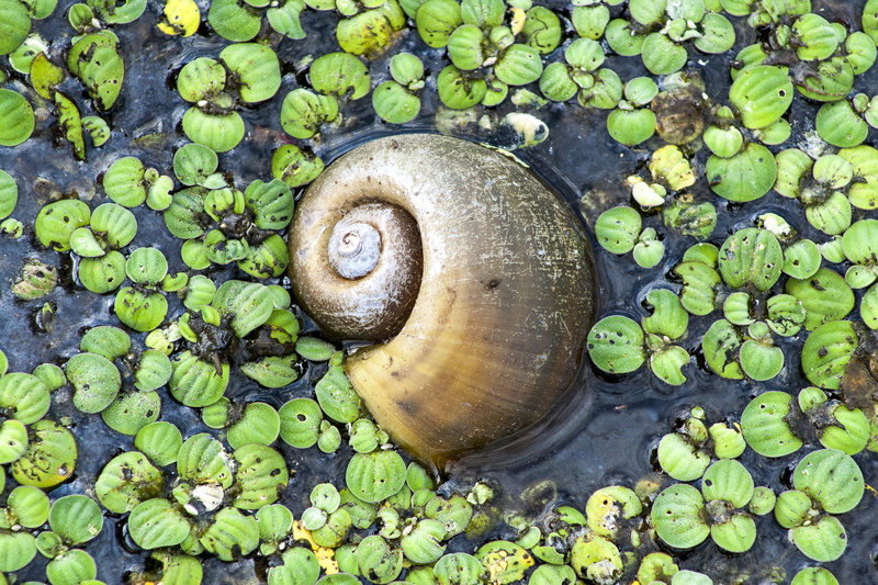 animal themes, animals in the wild, caramujo, plant part, no people, font font paisagem font font, snail, mollusk, 2K, pantanal, gastropod, outdoors, jacaré