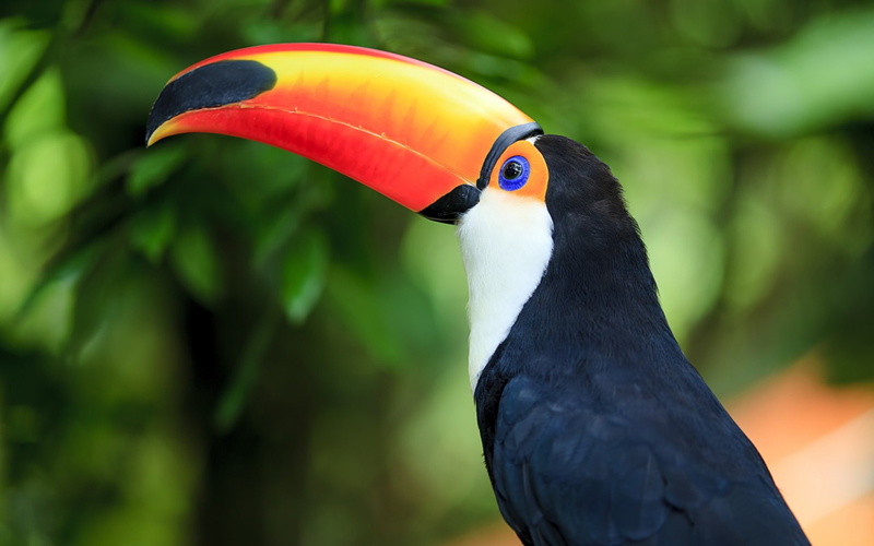 1080P, Birds, Toco toucan