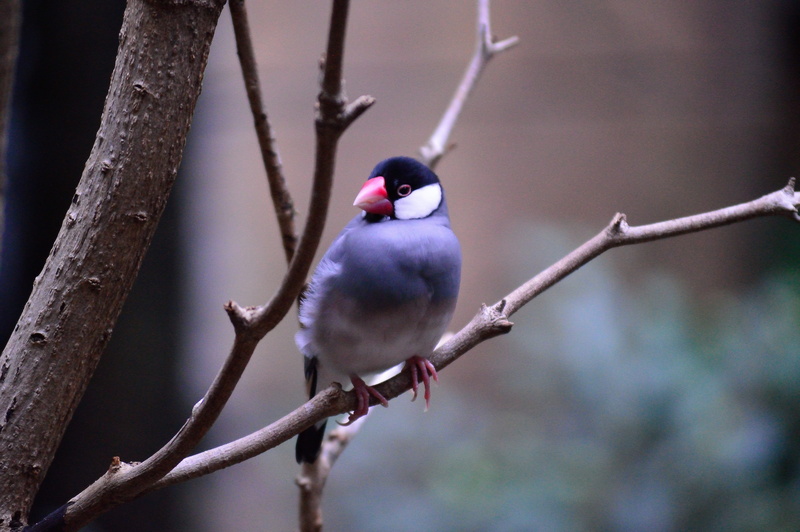 plant, majestic, 5K, Colorful, one animal, feather, avian, creature, nature, Bird, no people, perched, perching, Exotic, animal wildlife, day, Java Sparrow