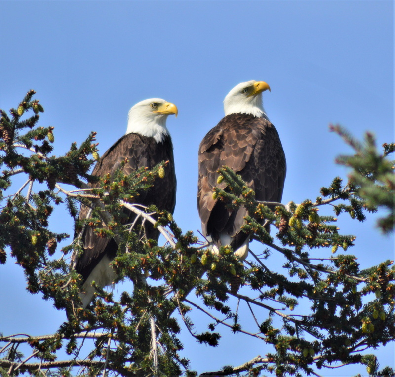 fir, beak, two animals, plant, anacortes, group of animals, agelaius, american bald eagles, flying, animal themes, clear sky, accipiter, kite bird, eagle