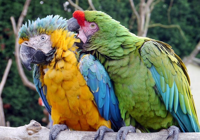 group of animals, avian, two animals, 2K, bird, parrots, tropical Climate, macaw, creature, day, perching, gray, dom, two, perched, colorful, branch, animal family